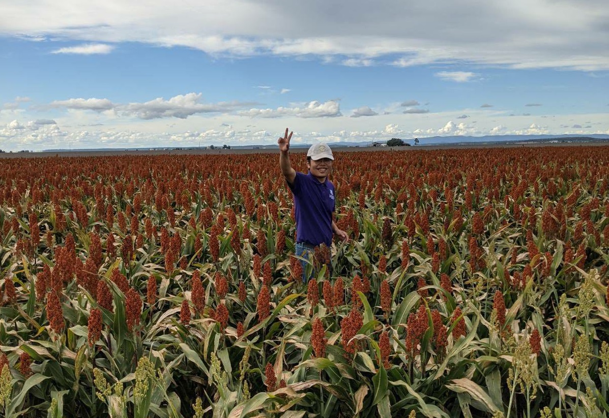 Patrick with a smiling face is working in a sorghum field.